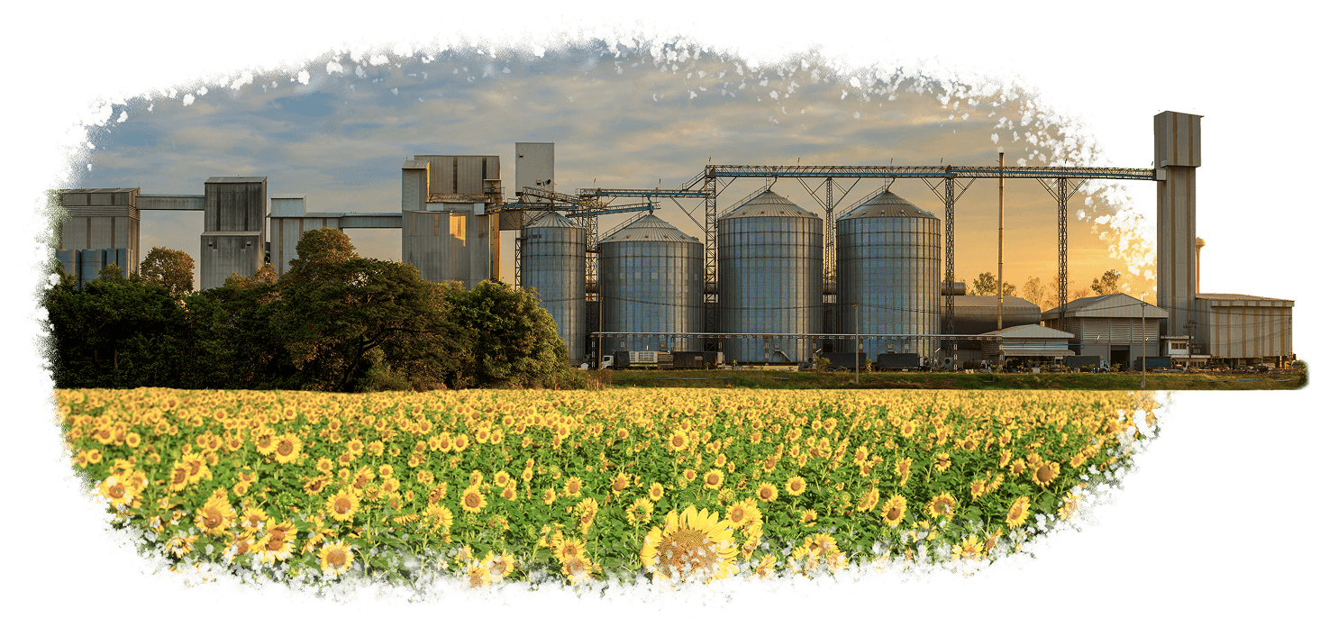 Ostrog Luna factory with sunflower fields